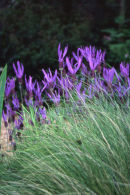 Lavendar and Grass